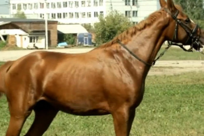 Буденновских коней из Ростова подарили центру конного спорта