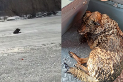 Собака провалилась под лед на «Европейском берегу» в Новосибирске