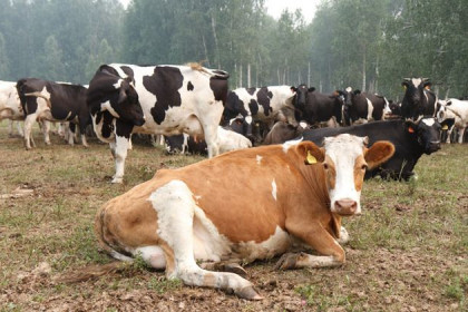 Корову по соцконтракту могут получить жители НСО