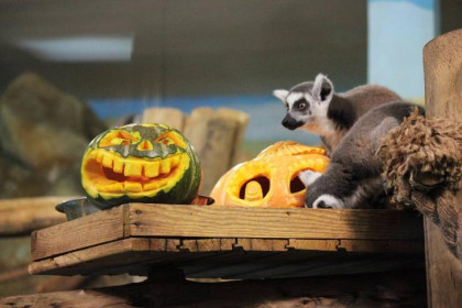 Детей с тыквами бесплатно пустят в Новосибирский зоопарк 30 октября