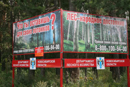 Лес в Бердске начали сдавать в аренду