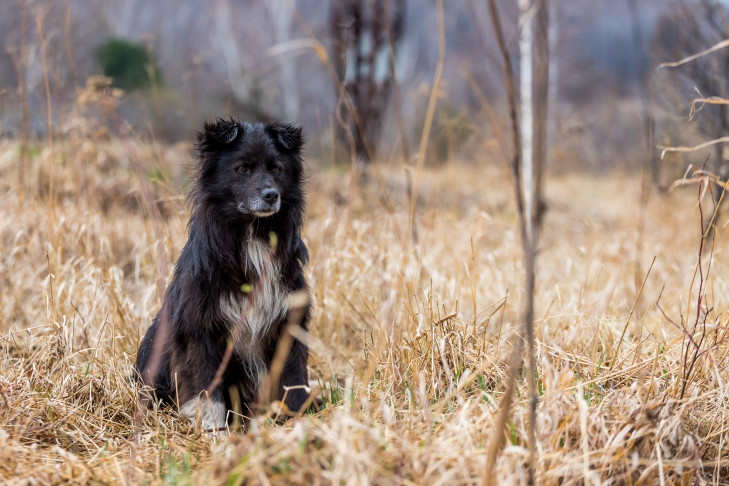 Общественные обсуждения по содержанию домашних животных пройдут в Новосибирске