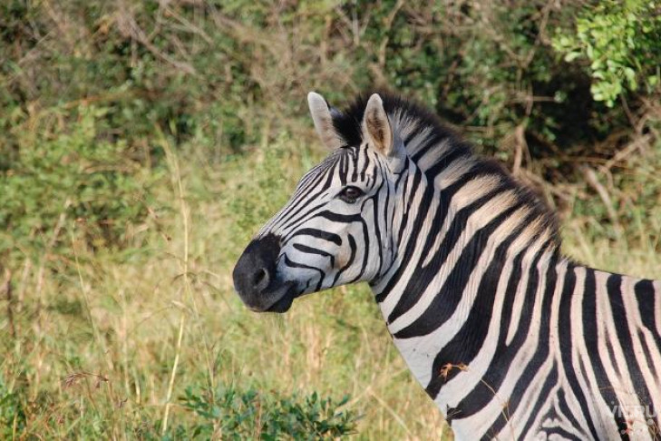 Шкуру зебры из Намибии за 125 тысяч продает новосибирец