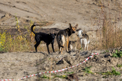 Чиновники в Усть-Тарке заплатили 95 тысяч за укус бездомной собаки