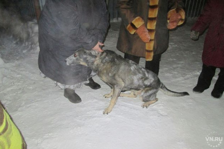 Слепую собаку вытащили из оврага спасатели