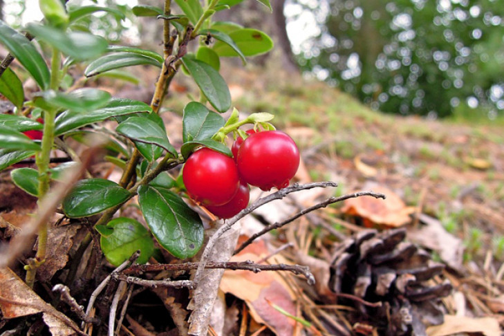 За очень кислой ягодой бросились в лес новосибирцы 