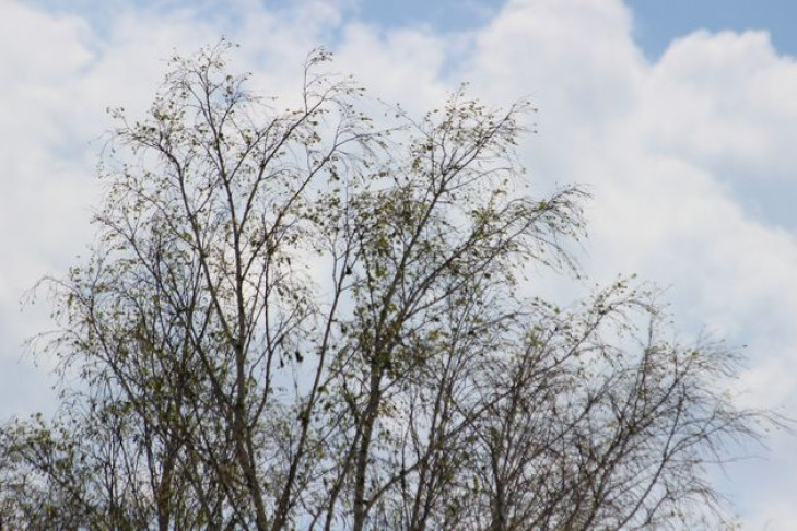 Шелкопряд с треском пожирает леса в Новосибирской области