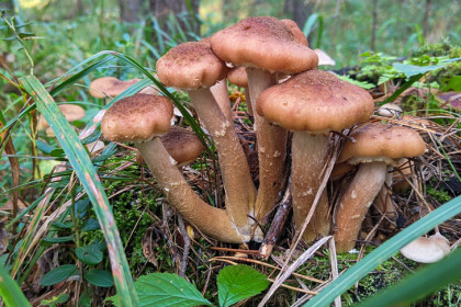 Чем опасны съедобные грибы — рассказал токсиколог Алексей Водовозов