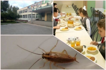 Минобр проверяет жалобы школьников на тараканов и червей в Бердске