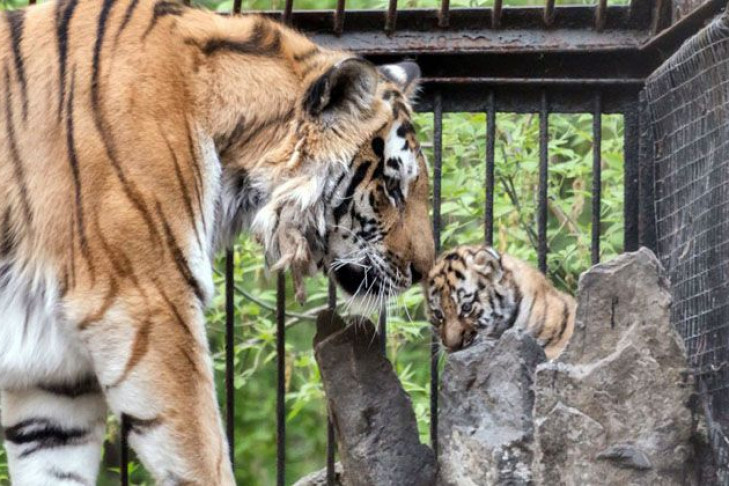 Стеклянные вольеры для тигров появятся в Новосибирском зоопарке