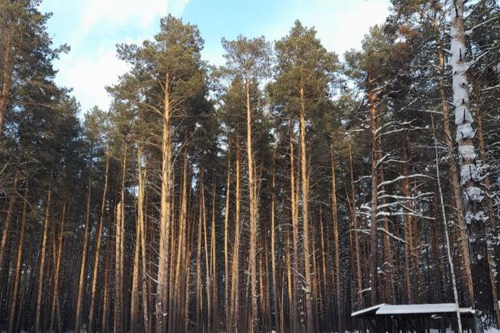 Лесной парк «Заельцовский бор» создадут в Новосибирской области
