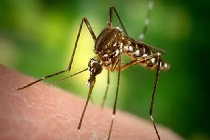 Массовый вылет комаров начался в Новосибирске  