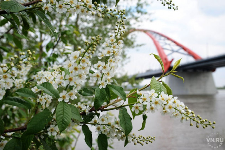 Флористы с мировым именем мастерят матрешку и Бугринский мост