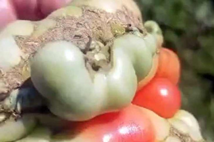 Жительница Новосибирской области отказалась есть помидор-мутант