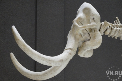 Черепа доисторических животных находят в новосибирских карьерах