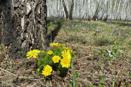 Это еще цветочки: штраф до 1 млн за полевой букет грозит жителям Новосибирска
