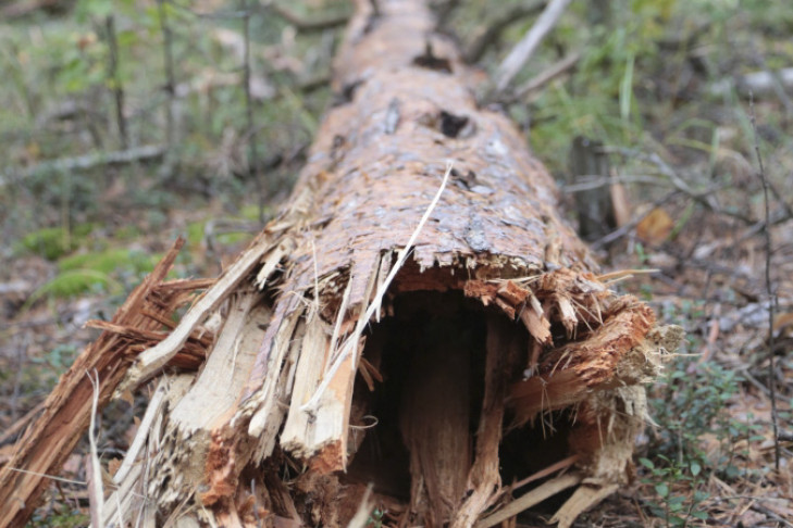 Бесплатную заготовку дров из упавших деревьев разрешит лесной кодекс