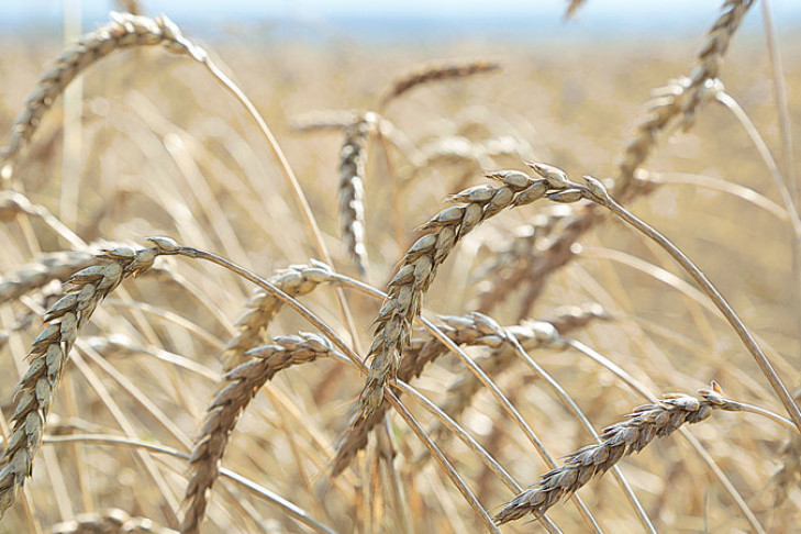 Аграрии терпят убытки от мокрого зерна, но экономят на сушилках