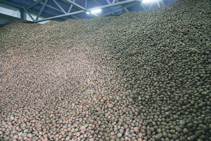 Почему фермерский картофель не попадает в торговые сети