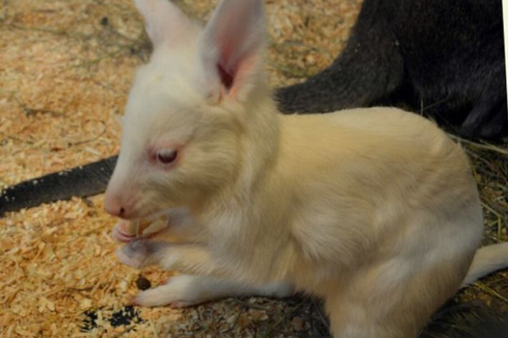 Маленький кенгуру-альбинос Юкки все-таки умер