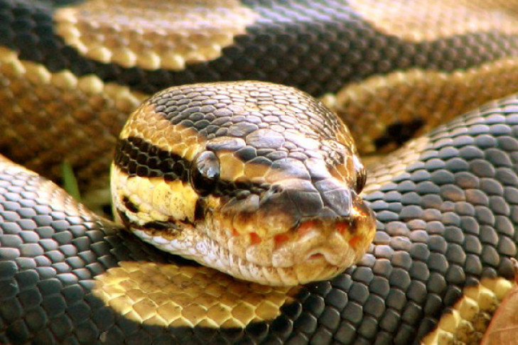 Двухметровая змея была телохранителем наркодилера в Новосибирске