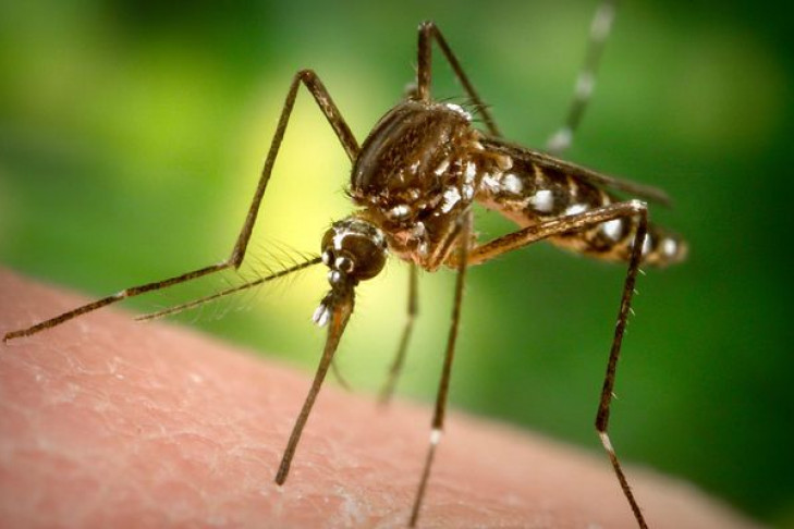 Массовый вылет комаров начался в Новосибирске