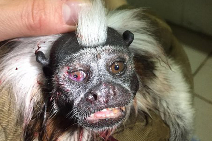 Кровожадная пака напала на обезьяну в Новосибирском зоопарке