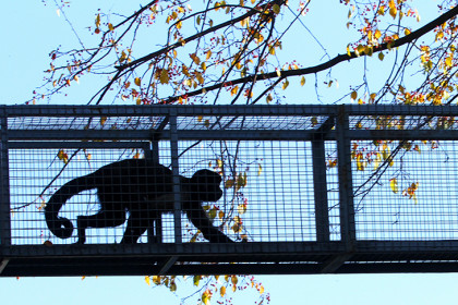 Ученый из Новосибирска объяснил, почему у людей нет хвоста