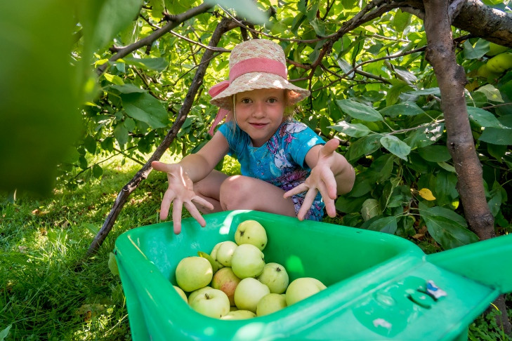 Агроном Шубина оценила урожай яблок к Яблочному Спасу-2025