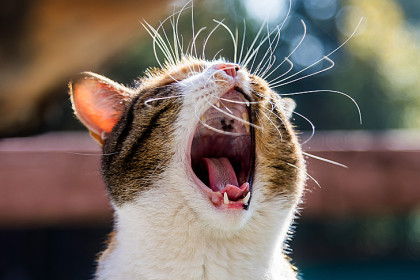 В День сурка-2024 погоду по кошкам определяют в Новосибирске