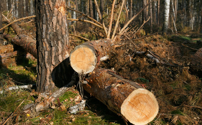 Пять тысяч сосен вырубят в Болотнинском районе