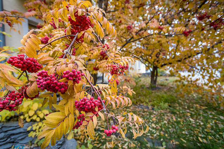 Бабье лето продолжит радовать новосибирцев в Кумохин день 18 сентября