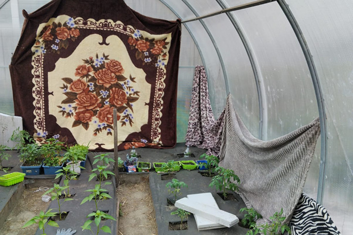 Новосибирские дачники спасают рассаду от заморозков пледами и одеялами