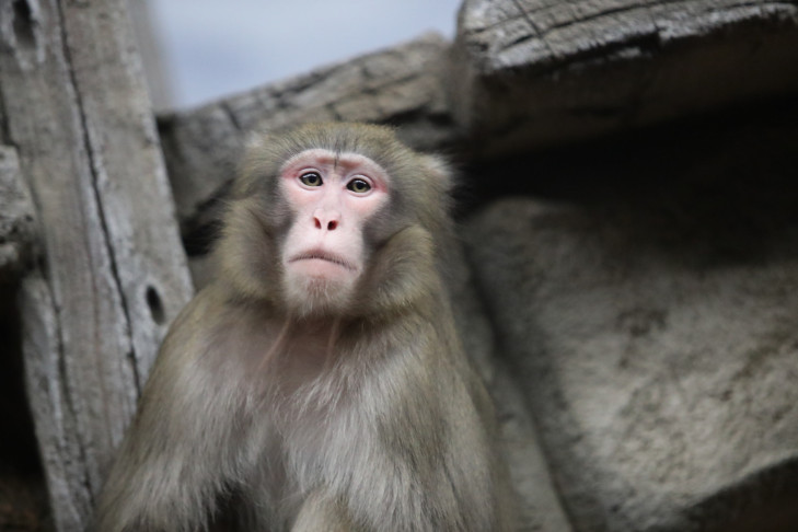 Японские макаки Киоко и Китана отметили новоселье в Новосибирском зоопарке