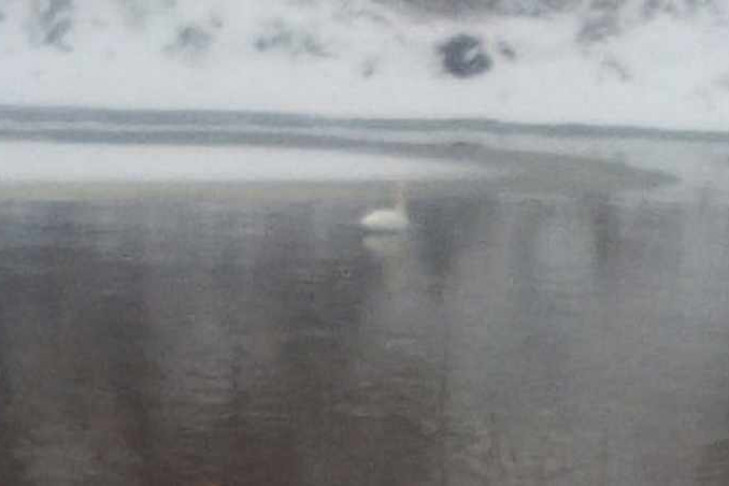 Одинокий лебедь замерзает под Новосибирском  