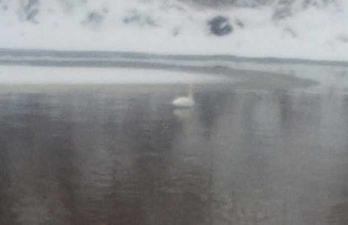 Одинокий лебедь замерзает под Новосибирском  