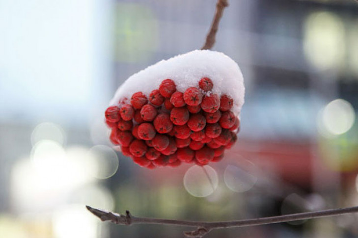 Погода в Новосибирске на выходные 11-12 ноября: наступление зимы