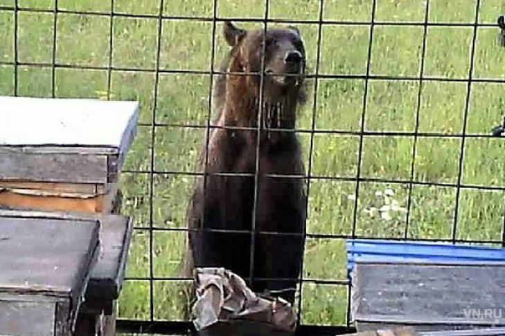 Медведь пытался ограбить пасеку в Кыштовском районе