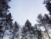 Более 50 видеокамер будут вести мониторинг лесов Новосибирской области в этом году