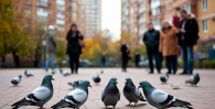 Кормление голубей в Новосибирске грозит штрафом до 3 000 рублей