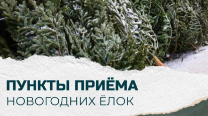 Новогодние ёлки новосибирцев пустят на подстилки для животных