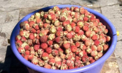 «Жара съела почти всю»: новосибирцы начали продавать полевую клубнику