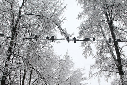 Погода 11-17 ноября в Новосибирске: снег и морозы до -20°С