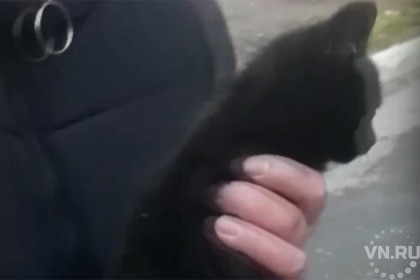 Спасенный из-под капота бездомный котенок тут же обрел хозяйку