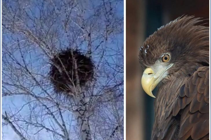Краснокнижный орлан с двухметровыми крыльями свил гнездо в Новосибирской области