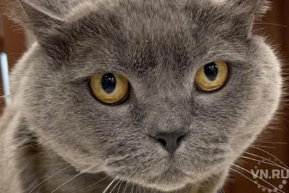 Британского кота Бакса спасли в Новосибирске: счет выставили в рублях