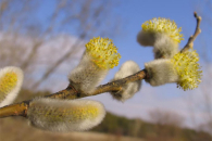 Жителей Новосибирской области предупредили о необычно теплой весне 2026 года
