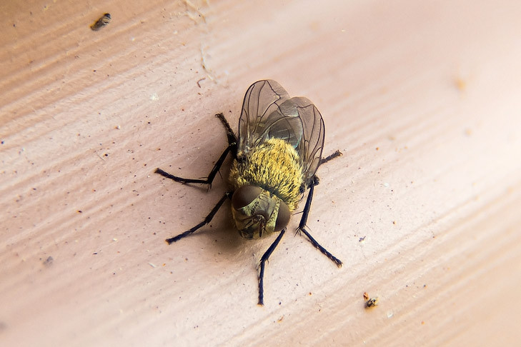 Овечий овод отложил личинки в голове годовалого новосибирца