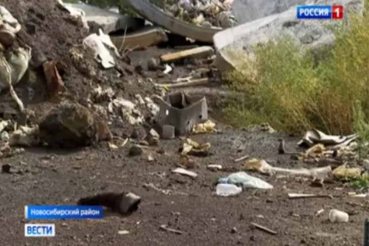 Нелегальный скотомогильник под Новосибирском проверит прокуратура