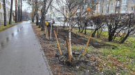 На Морском проспекте в Новосибирске высадили крупномерные берёзы